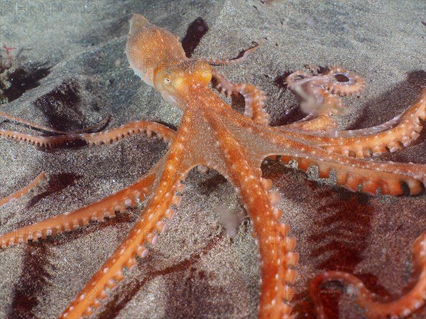 White spotted octopus