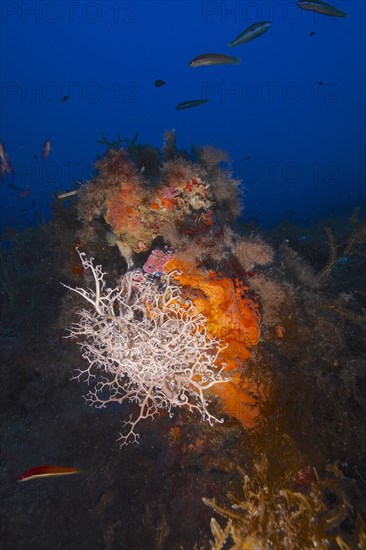 Mediterranean basket star