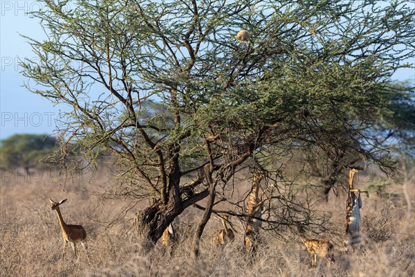 Gerenuk