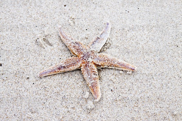 Starfish on the beach