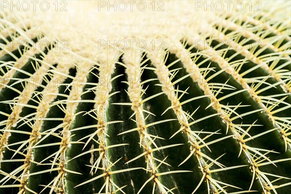 Gold ball cactus