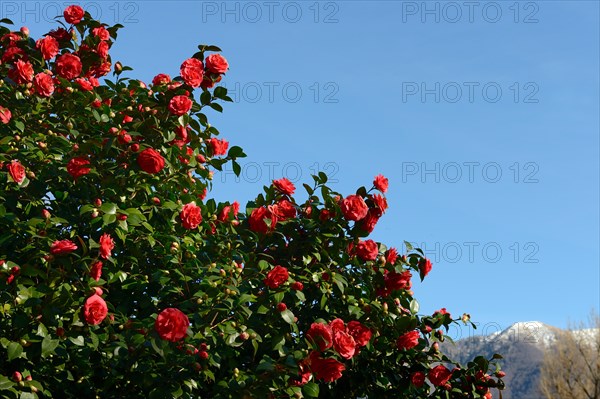 Camellias in bloom in the Camellia Park in Locarno