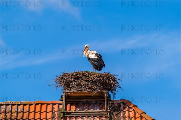 White stork