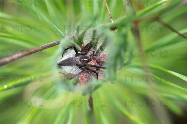 Nursery web spider