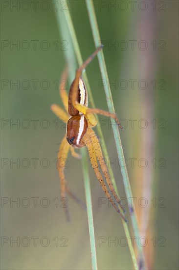 Raft spider