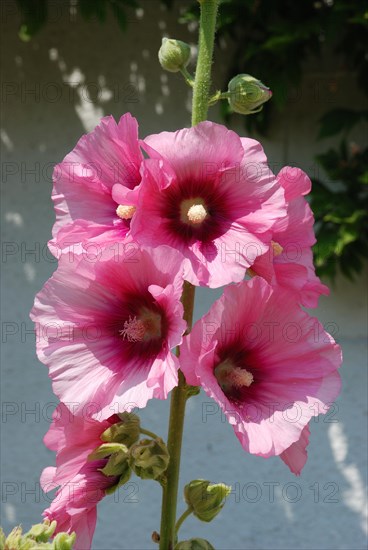 Garden hollyhock lcea Althea rosea