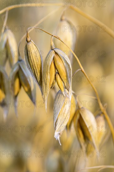 Seed oat