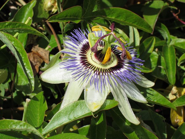 Passion flower