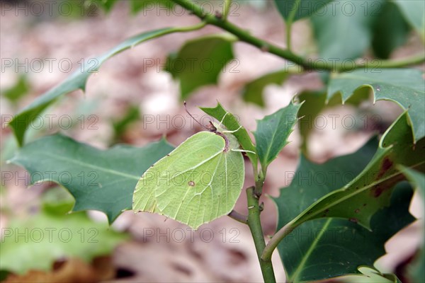 Brimstone