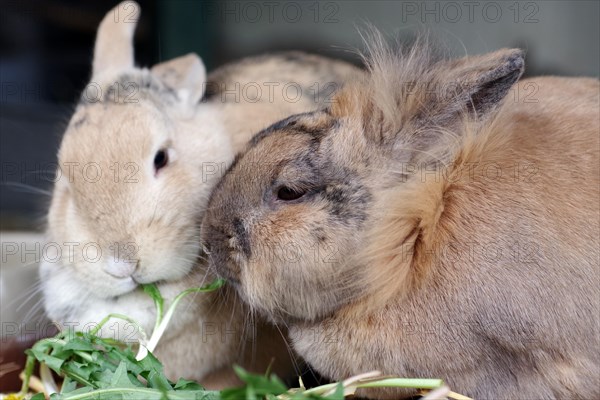 Domestic rabbit