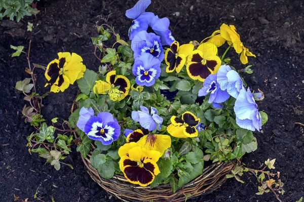 Grave decoration with pansy