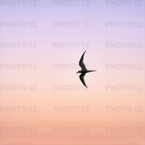 Arctic tern