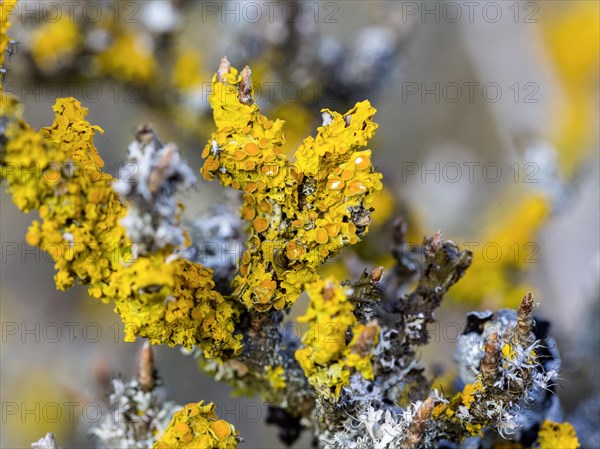 Tree lichen