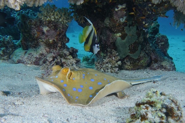 Bluespotted ribbontail ray