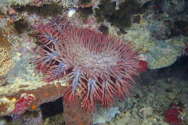 Crown-of-thorns starfish