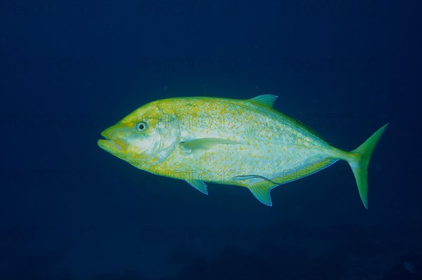 Orange-spotted trevally