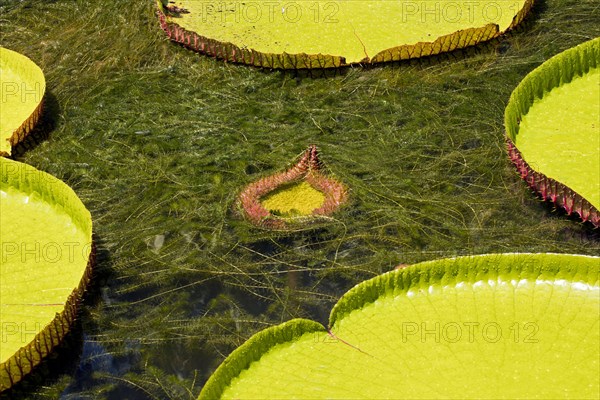 A freshly unfurling Victoria amazonica