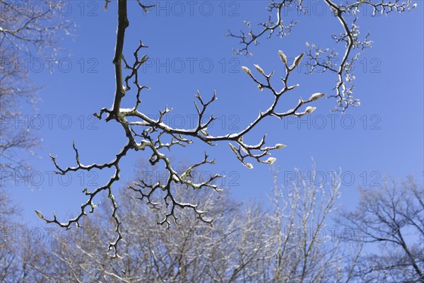 Snowy magnolia buds on tree branches in winter