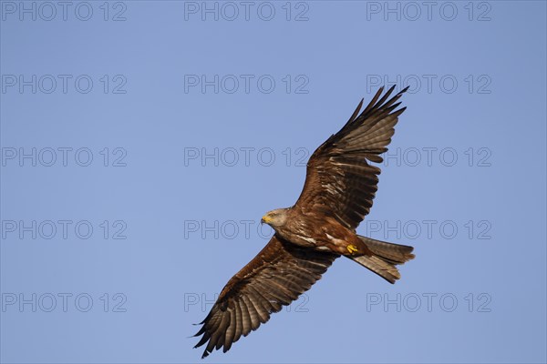 Black kite