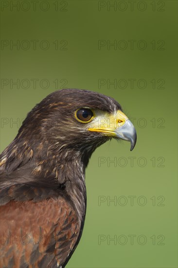 Harris hawk