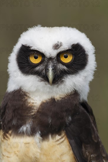 Spectacled owl