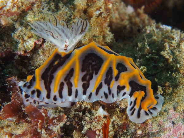 Star snail South African Halgerda