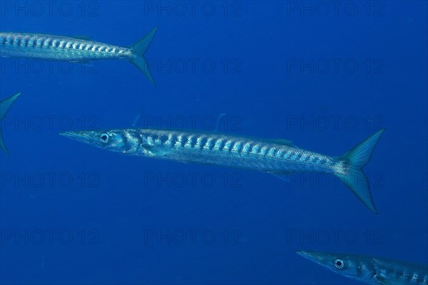 Barracuda in the Mediterranean Sea