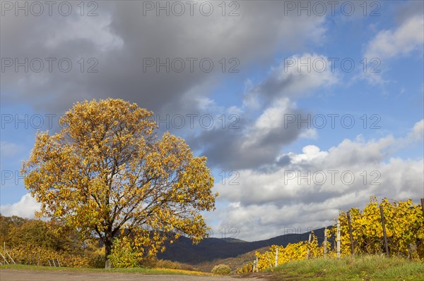 Old chestnut tree