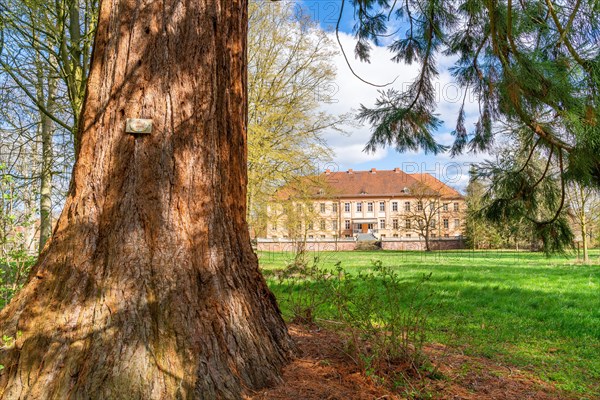 Sequoia tree in the park of Ruehstaedt Castle