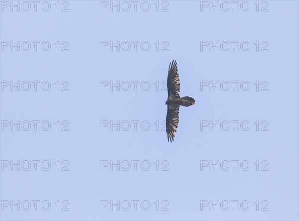 Adult bearded vulture