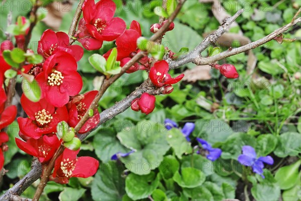 Ornamental quince