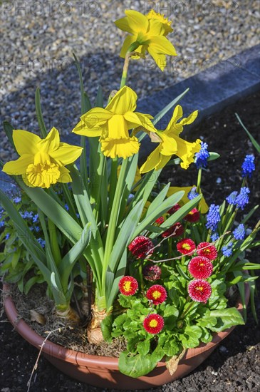 Grave decoration with daffodils