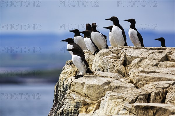 Common guillemots