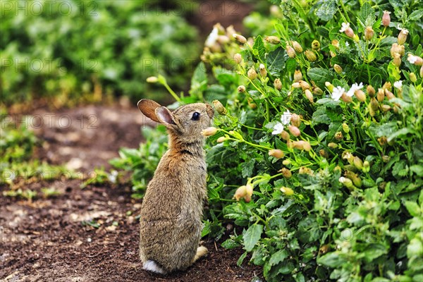 European rabbit