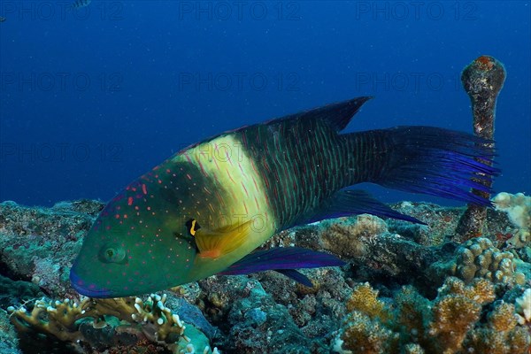 Broomtail wrasse