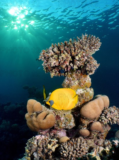 Bluecheek butterflyfish