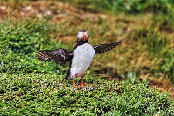 Solitary Puffin