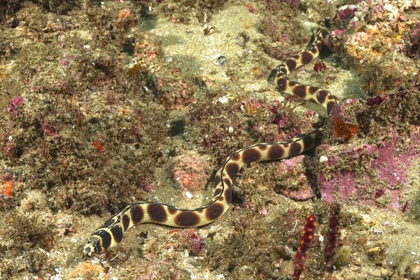 Spotted snake eel