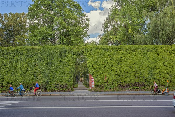 Wall of the southern cemetery overgrown by wild vine