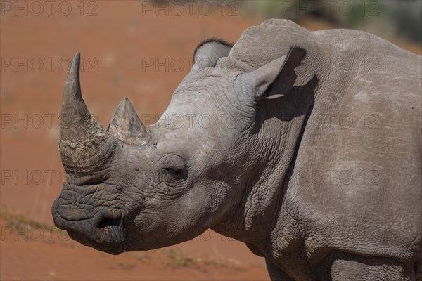 White rhinoceros