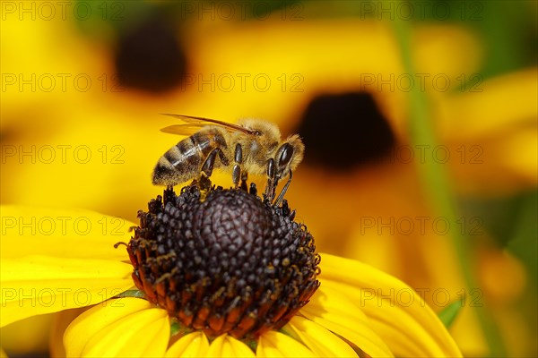 European honey bee