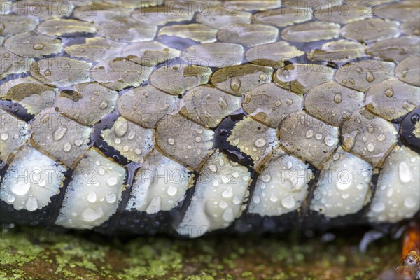 Grass snake