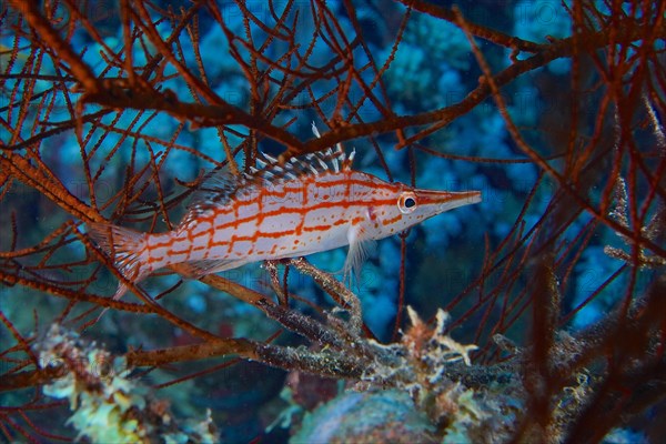 Longnose hawkfish