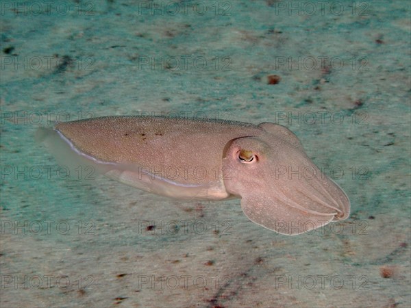 Pharaoh cuttlefish