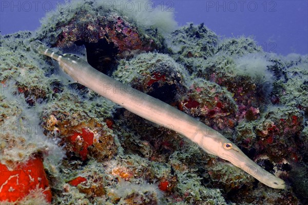 Atlantic cornetfish