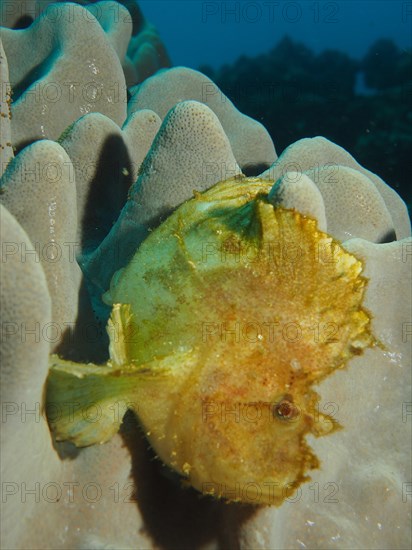 Yellow leaf scorpionfish