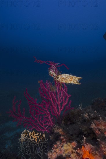 Egg capsule of nursehound