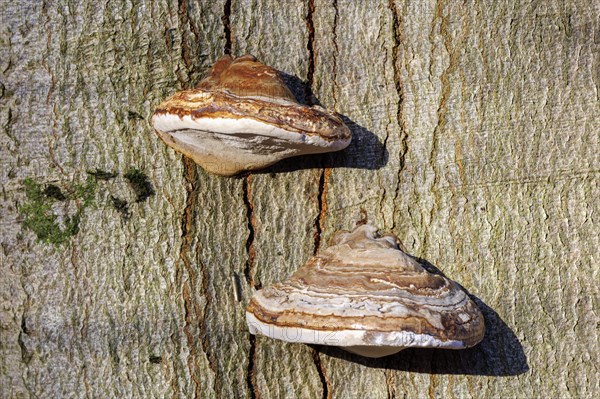 Dry rot on a beech tree
