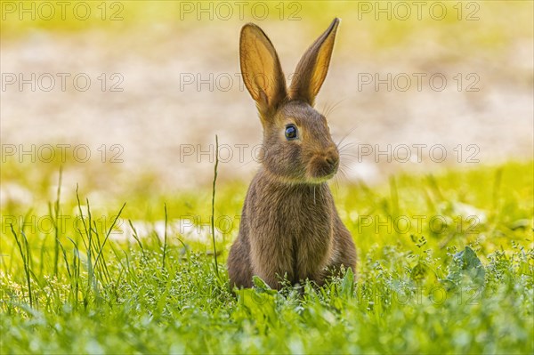 Dwarf rabbits