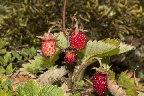 Woodland strawberry